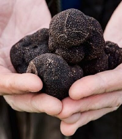 Truffles in hands